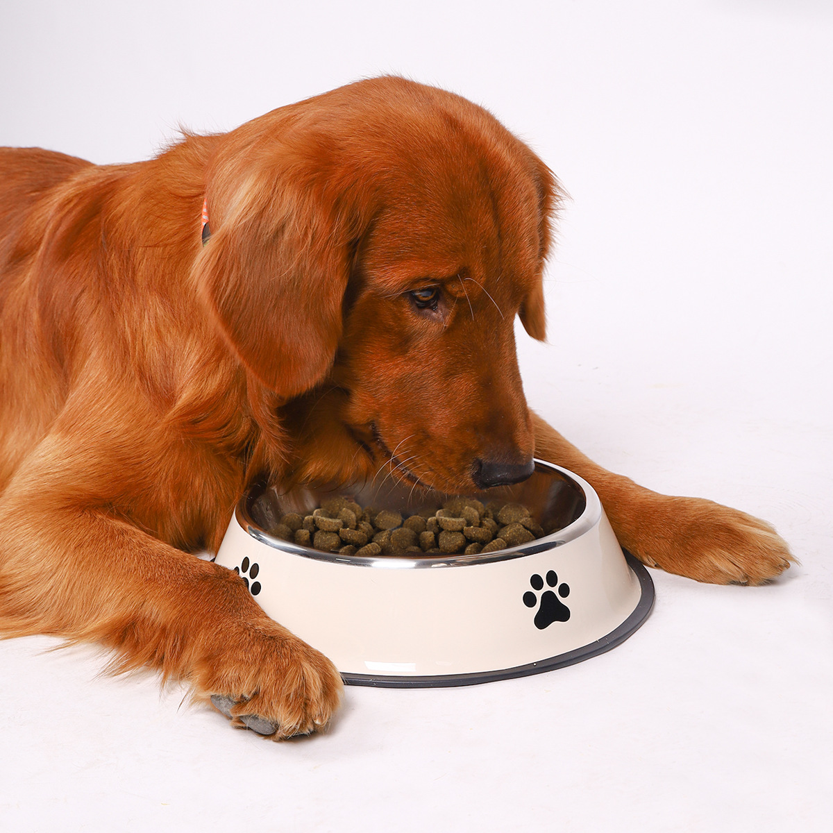 Mangkuk Makanan Hewan Pelihara - Pet Supplies Dog Food ulasan dan harga